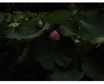11/Lotus(2013).jpg