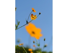 _DSF0546.JPG