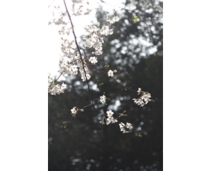 _DSF9400.JPG